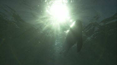 Silhouette of Australian Sea Lion swimming underwater