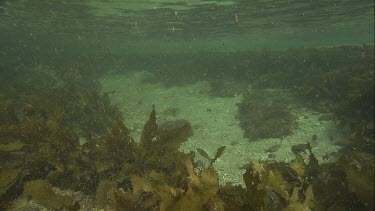 School of fish on the ocean floor