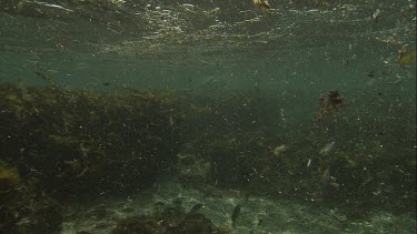 Australian Sea Lion swimming underwater