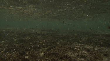 Australian Sea Lion swimming along the ocean floor