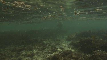 Australian Sea Lion swimming along the ocean floor