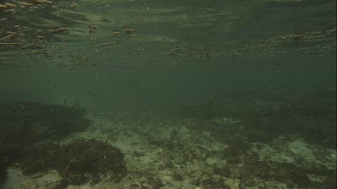 Australian Sea Lion swimming along the ocean floor