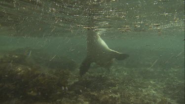 Australian Sea Lion swimming along the ocean floor