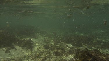 Australian Sea Lion swimming along the ocean floor