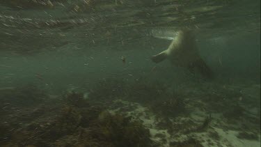 Australian Sea Lion swimming along the ocean floor