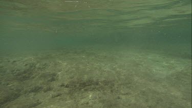 Australian Sea Lions swimming along the ocean floor