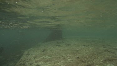 Australian Sea Lion swimming along the ocean floor