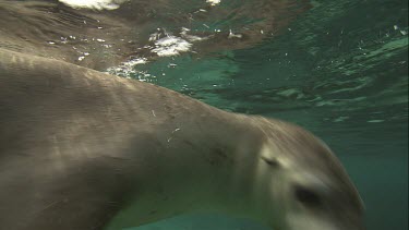 Close up of Australian Sea Lion swimming along the ocean floor