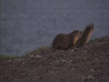 Pair of Australian Sea Lion pups waddling on shore