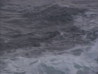 Pair of Australian Sea Lions swimming in rough water