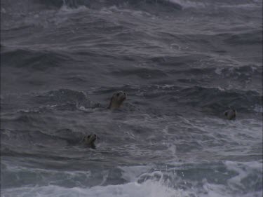 Australian Sea Lions swimming in rough water