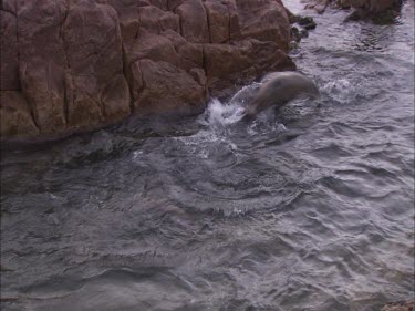 Australian Sea Lions swimming near the rocks