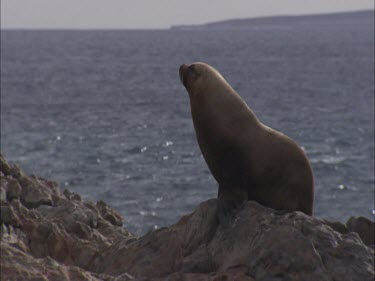 Australian Sea Lion sitting on a rock