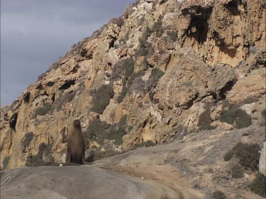 Australian Sea Lion sitting on shore