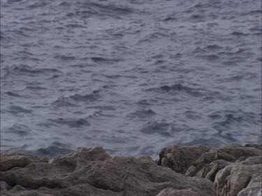 Australian Sea Lion sitting on a rock
