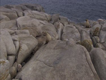 Australian Sea Lions sitting on the rocks