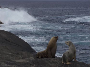 Australian Sea Lions sitting on shore