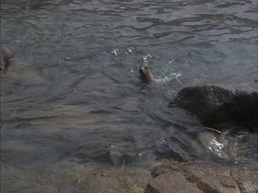 Australian Sea Lions swimming in a rock pool