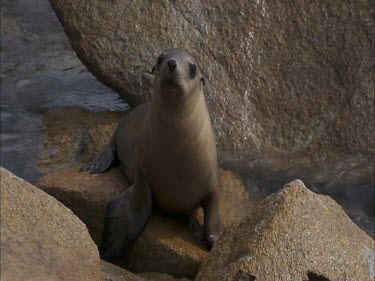 Australian Sea Lion sitting on a rock in shallow water