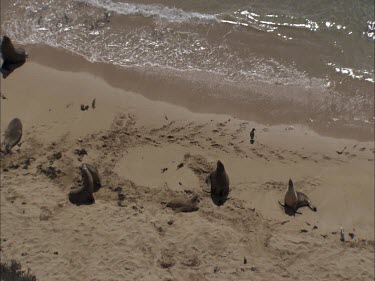 Australian Sea Lions on the beach