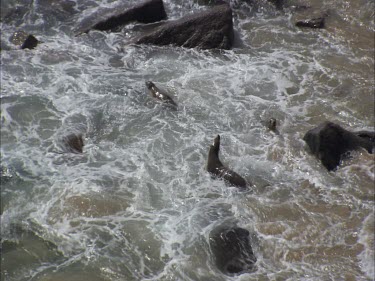 Australian Sea Lions in shallow, rocky water