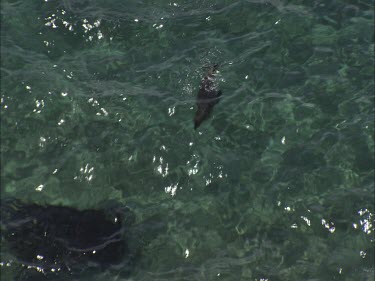 Australian Sea Lions swimming in clear water