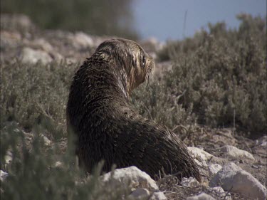 Australian Sea Lion pup on shore