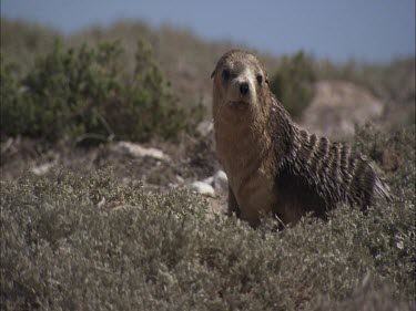 Australian Sea Lion pup on shore