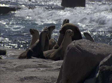 Australian Sea Lion colony on shore