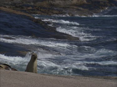Australian Sea Lion sitting on shore
