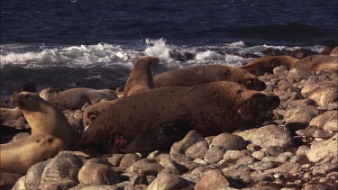 Australian Sea Lions on shore