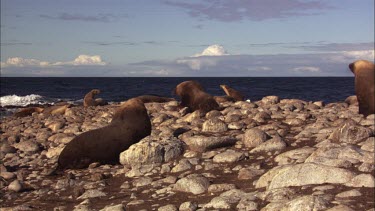 Australian Sea Lions on shore