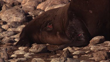Wounded Australian Sea Lion bull on shore