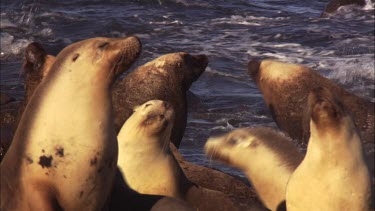 Australian Sea Lions and pups at the water's edge