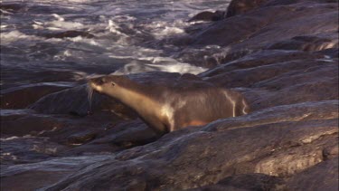 Australian Sea Lion sliding into the water