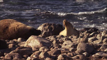 Australian Sea Lions on the rocky shore