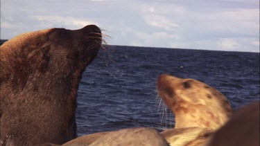 Close up of Australian Sea Lions