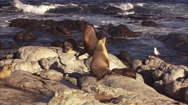 Australian Sea Lion colony on shore