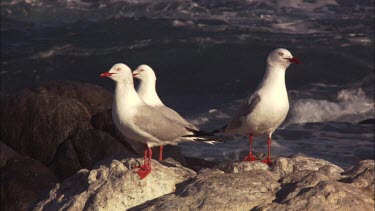 Gulls perched on a rock