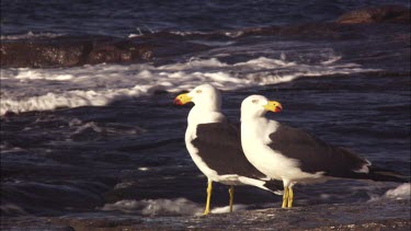 Pair of Pacific Gulls perched on a rock