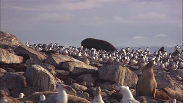 Australian Sea Lions, Sea Gulls and Caspian Tern on shore