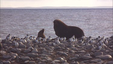 Australian Sea Lions and Caspian Tern on shore