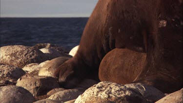 Close up of Australian Sea Lions mating on shore