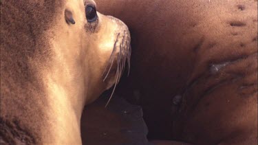 Close up of Australian Sea Lion pup nursing