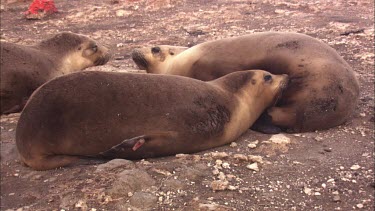 Trio of Australian Sea Lions resting on shore