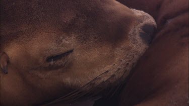 Close up of Australian Sea Lion pup nursing