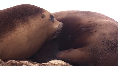 Close up of Australian Sea Lion pup nursing