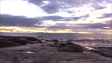 Australian Sea Lions lying on shore at dusk