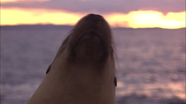 Close up of Australian Sea Lion head at dusk