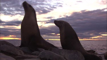 Pair of Australian Sea Lions waddling on shore